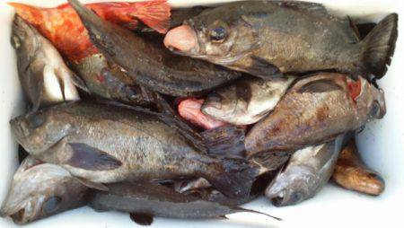 オーフリー 釣果