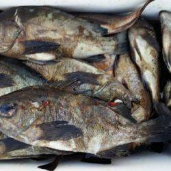 オーフリー 釣果