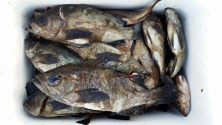 オーフリー 釣果