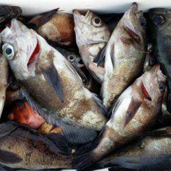 オーフリー 釣果