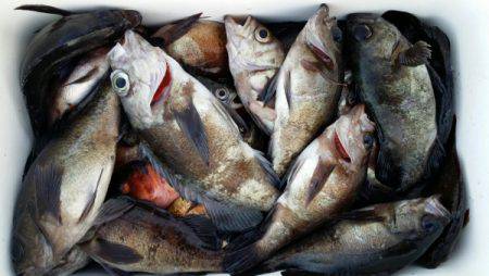 オーフリー 釣果