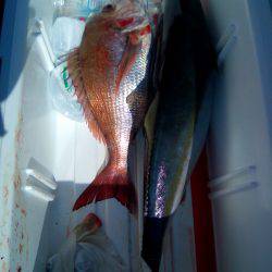 ファイヤードルフィン 釣果