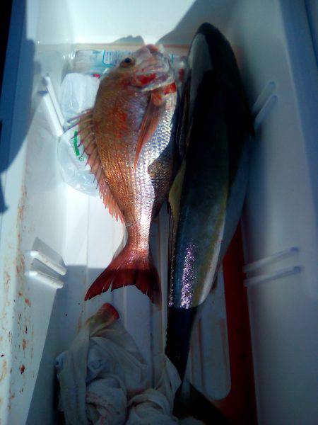 ファイヤードルフィン 釣果