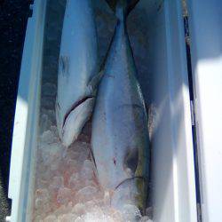 ファイヤードルフィン 釣果