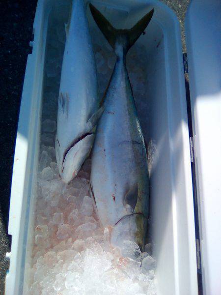 ファイヤードルフィン 釣果