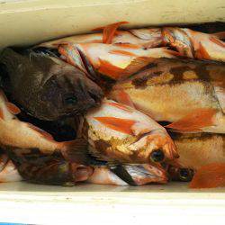 モンロー号 釣果