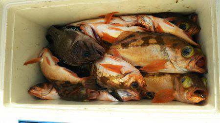 モンロー号 釣果