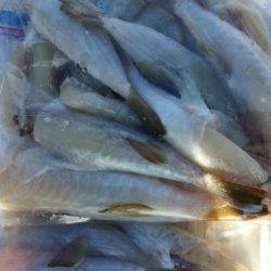 オーフリー 釣果