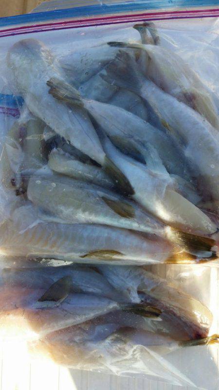 オーフリー 釣果