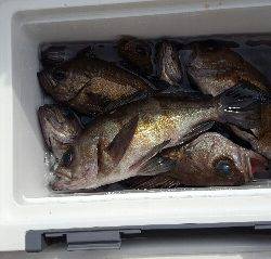 内浜丸 釣果