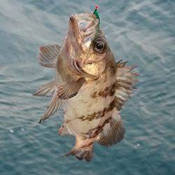 松本釣船2 釣果