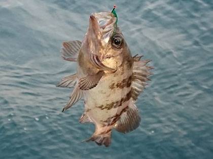 松本釣船2 釣果