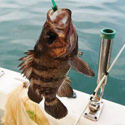 松本釣船2 釣果