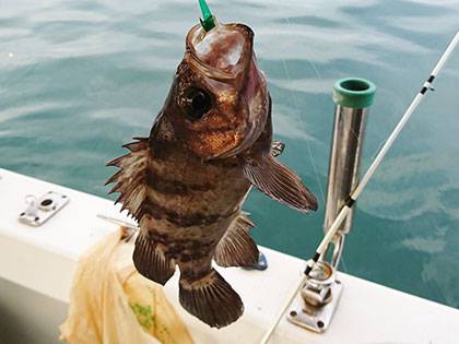 松本釣船2 釣果