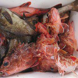 松本釣船2 釣果