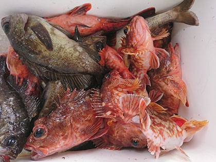 松本釣船2 釣果