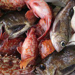 松本釣船2 釣果