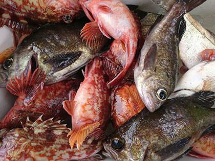 松本釣船2 釣果