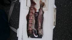 大井川（大井川(非)漁業協同組合） 釣果