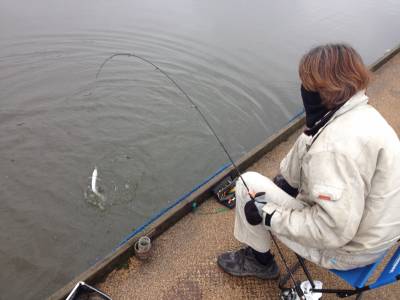 吉羽園 釣果