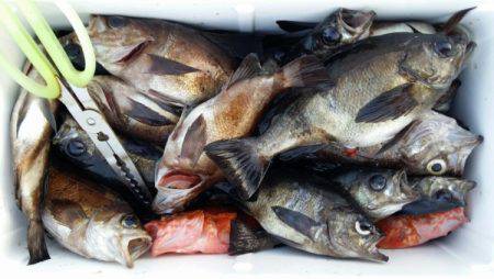 オーフリー 釣果