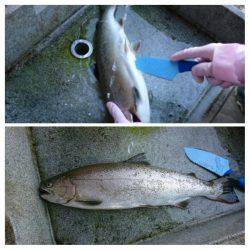 みどりフィッシングエリア 釣果