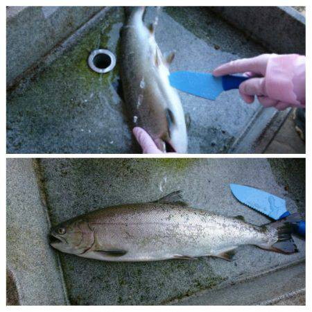 みどりフィッシングエリア 釣果