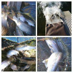 みどりフィッシングエリア 釣果