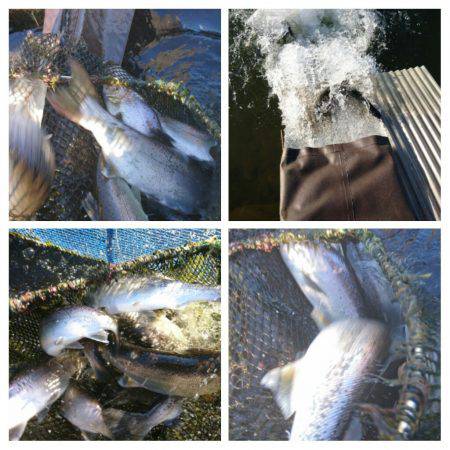 みどりフィッシングエリア 釣果