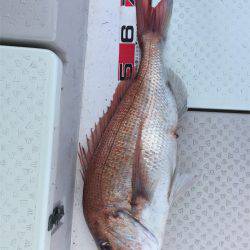 マタウマリンサービス 釣果