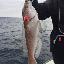 マタウマリンサービス 釣果