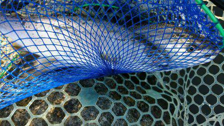 みどりフィッシングエリア 釣果