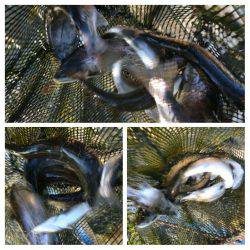 みどりフィッシングエリア 釣果