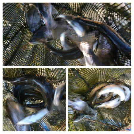 みどりフィッシングエリア 釣果