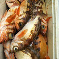 モンロー号 釣果