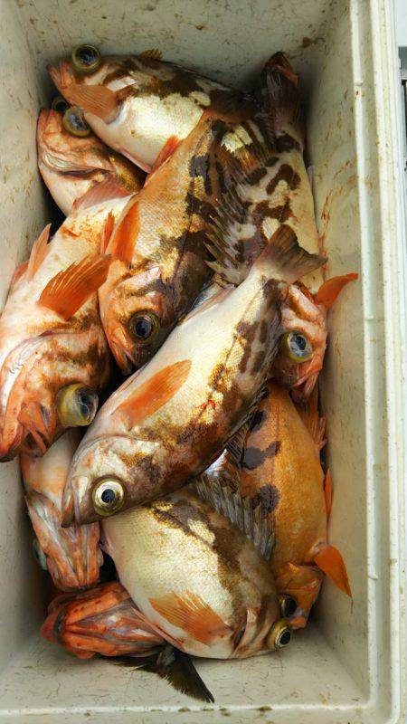 モンロー号 釣果