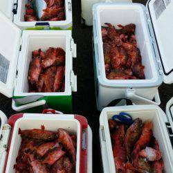 オーフリー 釣果