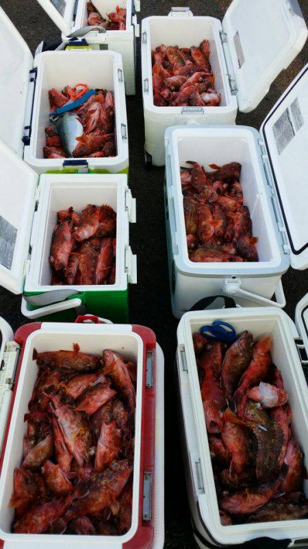 オーフリー 釣果