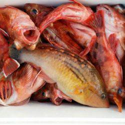 オーフリー 釣果