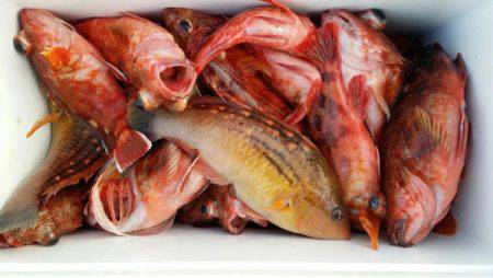 オーフリー 釣果