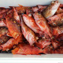 オーフリー 釣果