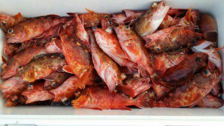 オーフリー 釣果