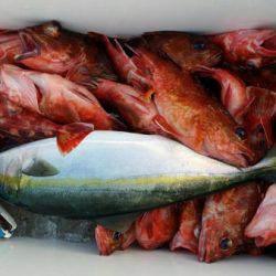 オーフリー 釣果