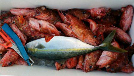 オーフリー 釣果