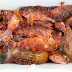 オーフリー 釣果