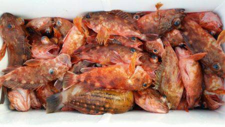 オーフリー 釣果