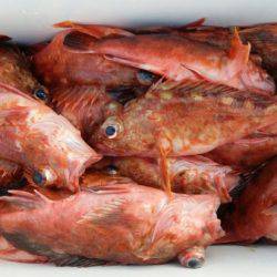 オーフリー 釣果