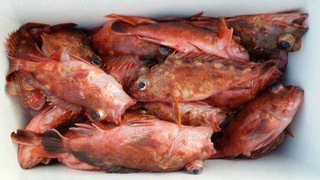 オーフリー 釣果