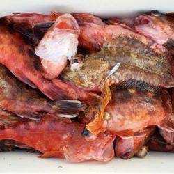 オーフリー 釣果