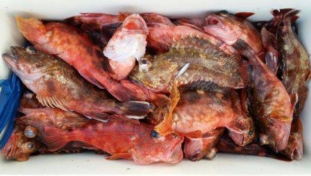 オーフリー 釣果